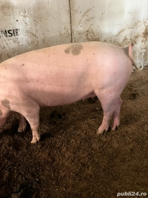 scroafe gestante - imagine 4