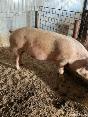 scroafe gestante - imagine 2