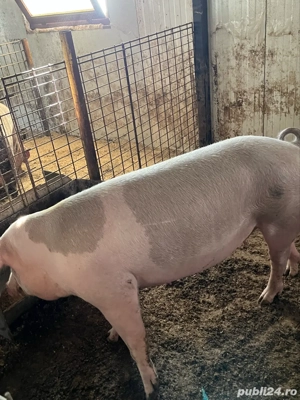 scroafe gestante - imagine 3