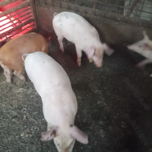 Purcei de vanzare  - imagine 2