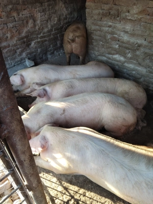 Porci de vânzare  - imagine 2