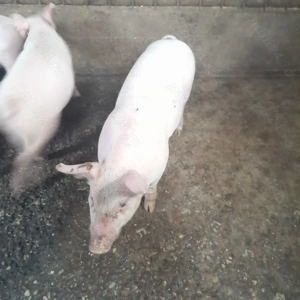 Purcei de vanzare  - imagine 3