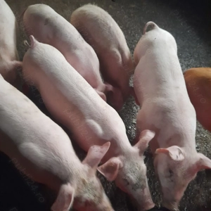 Purcei de vanzare  - imagine 4