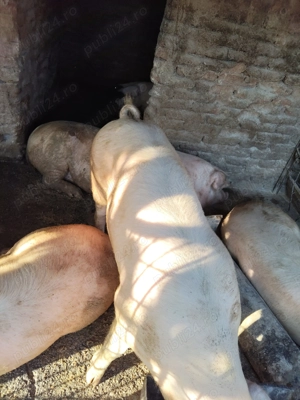 Porci de vânzare  - imagine 3