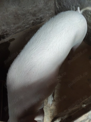 Porci de vânzare  - imagine 5