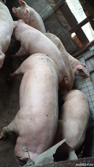 Vand porci de casa pret 14 lei kg  - imagine 3