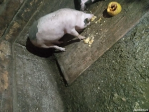 porci de vanzare