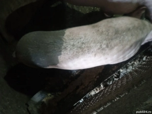 porci de vanzare - imagine 2