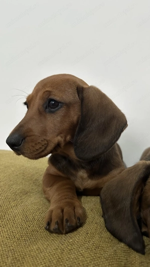 Teckel standard femela - imagine 2