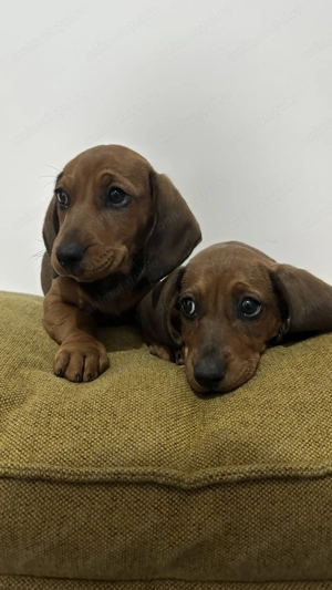 Teckel standard femela - imagine 3