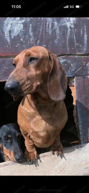 Teckel standard femela - imagine 4