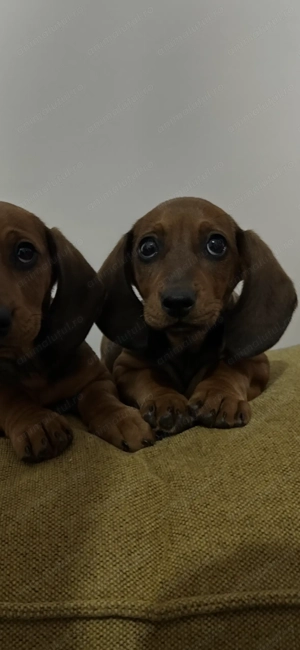 Teckel standard femela - imagine 5