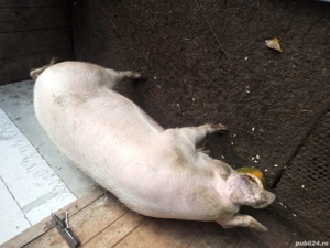 porc de vanzare