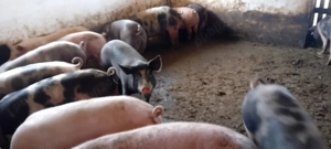 Pprci de carne 90 - imagine 2