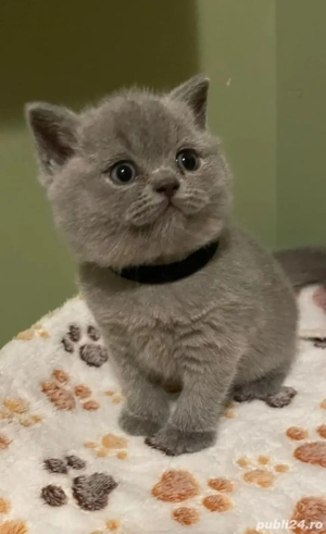 Pisica british - imagine 2