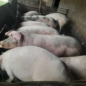 Porci de tara 