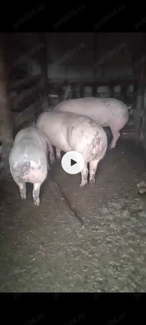 Porci crescuți natural.