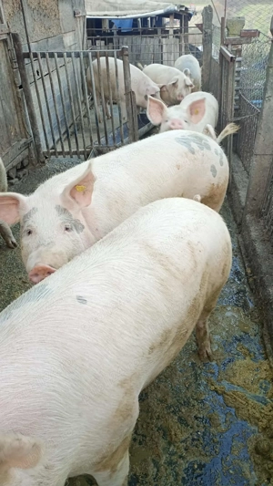 Porci de vânzare 