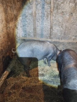 Vând porci rasă de carne