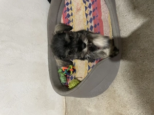 Schnauzer Pitic  - imagine 2