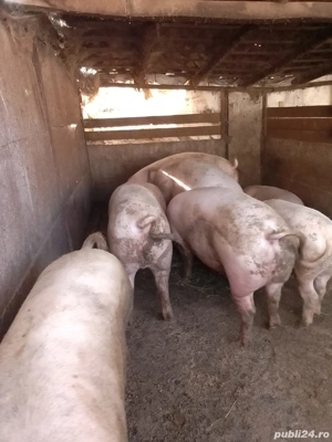 porci de vânzare  - imagine 4
