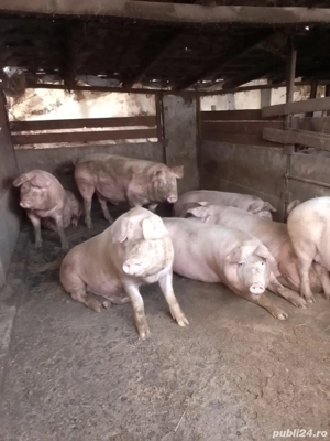 porci de vânzare 