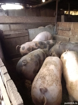 porci de vânzare  - imagine 3