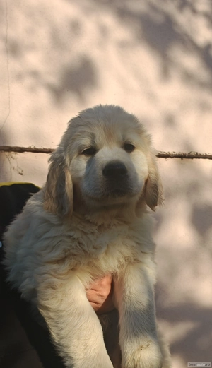 Pui golden retriever 