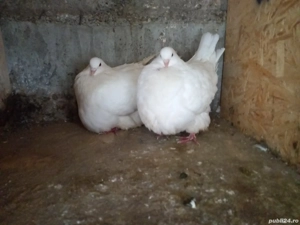 porumbei mondaini  - imagine 2