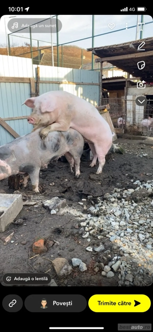 vier Landrace 1 an - imagine 2