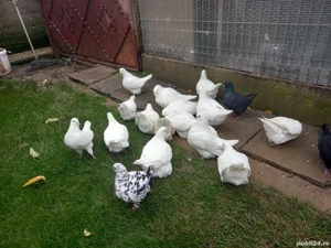 porumbei mondaini  - imagine 3