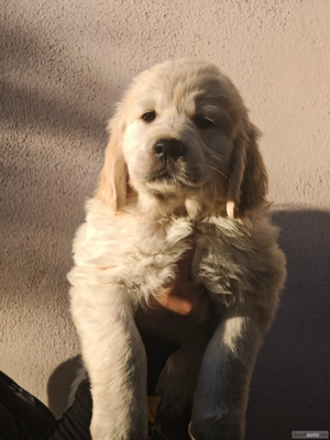Pui golden retriever  - imagine 2