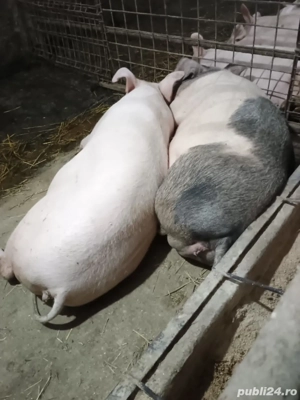Scroafe pentru sacrificat 