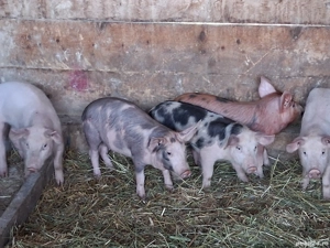 vând 5 purcei de 11 săptămâni 20 kg - imagine 2