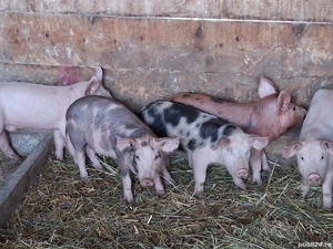 vând 5 purcei de 11 săptămâni 20 kg