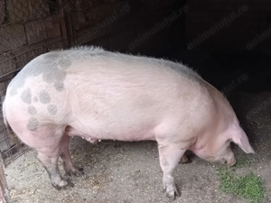 Porci de vânzare crescuți în gospodărie proprie