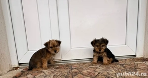 Cadoul perfect de "Mos Nicolae"