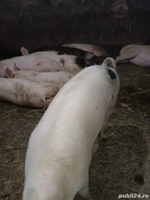 Scrofite pentu sacrificat 