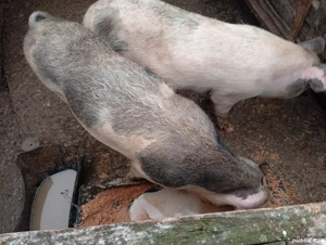 vand porci de 110 kg 