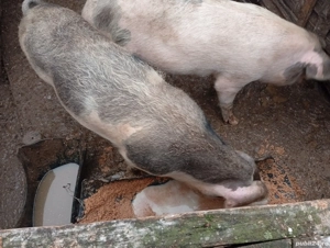 vand porci de 110 kg  - imagine 3