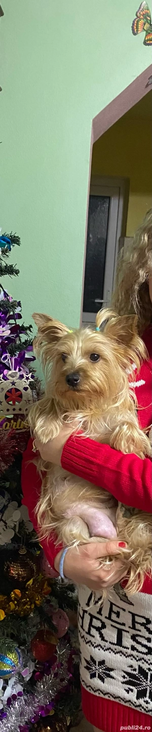 Cadoul perfect de "Mos Nicolae" - imagine 5