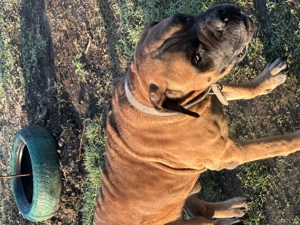 Câine de pază - imagine 2