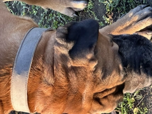 Câine de pază - imagine 3