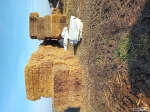 vand baloti paie sau schimb 