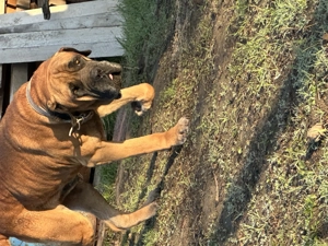 Câine de pază - imagine 4