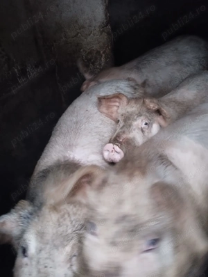 Vand Porci Timisoara - imagine 2