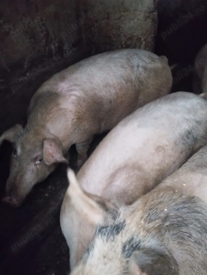 Vand Porci Timisoara - imagine 3