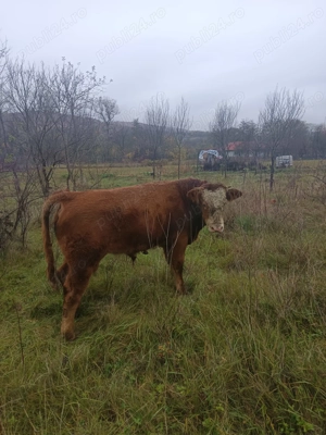 Vând juninca gestantă ,tăuraș, și două vițele  - imagine 2