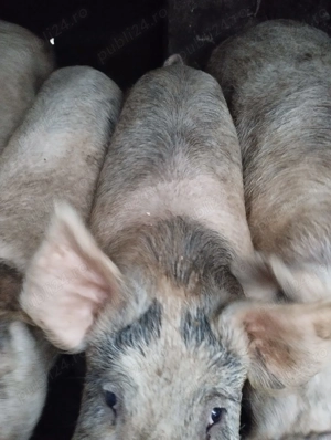 Vand Porci Timisoara - imagine 4