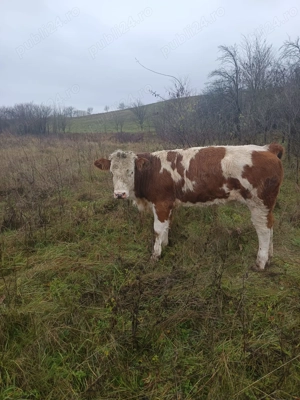 Vând juninca gestantă ,tăuraș, și două vițele  - imagine 3